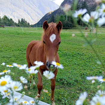 Candela de la Montana 